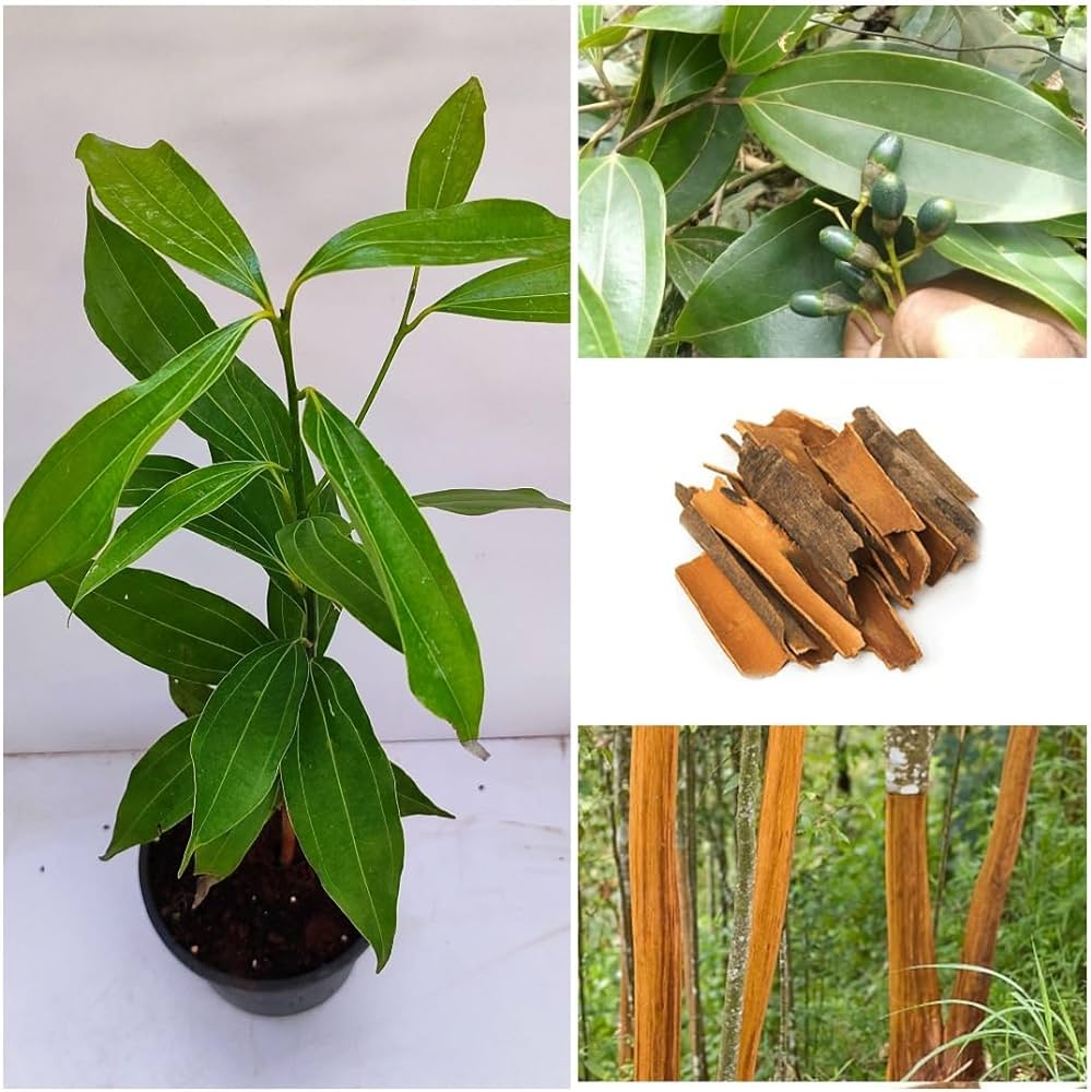 Cinnamon Live plant For Gardening(Dalchini) - Naturemart.in