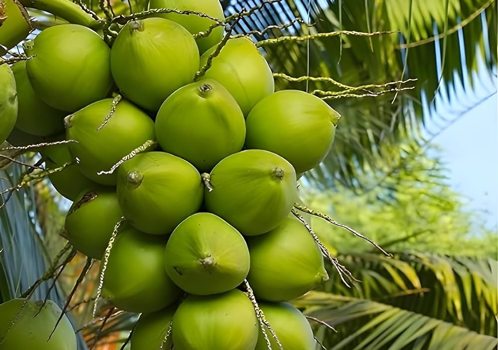 Kalpa Sankara Coconut Fruit Tree - Naturemart.in