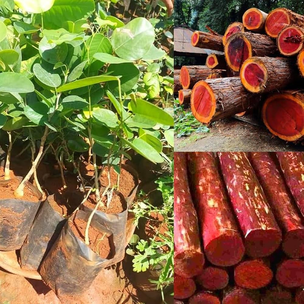 Rare Red Sandalwood plant / Lal Chandan Plant - Naturemart.in