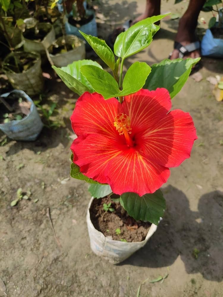 Hybrid American Hibiscus Flower Plant - Naturemart.in