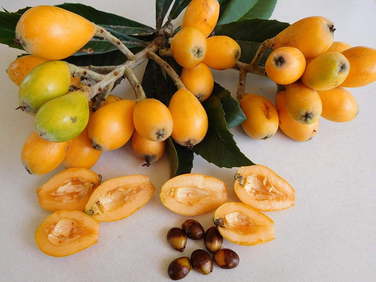Hybrid Loquat Fruit Plant Grafted - Naturemart.in