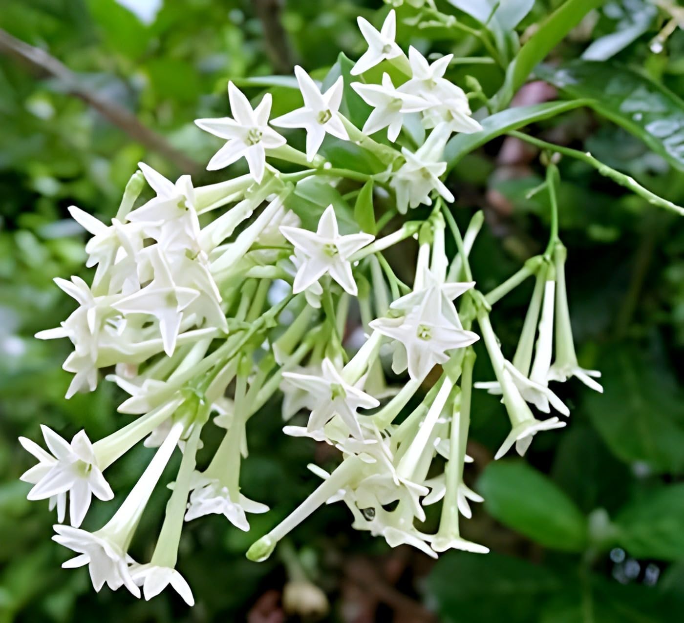 Hasnuhana Flowers Plants - Naturemart.in