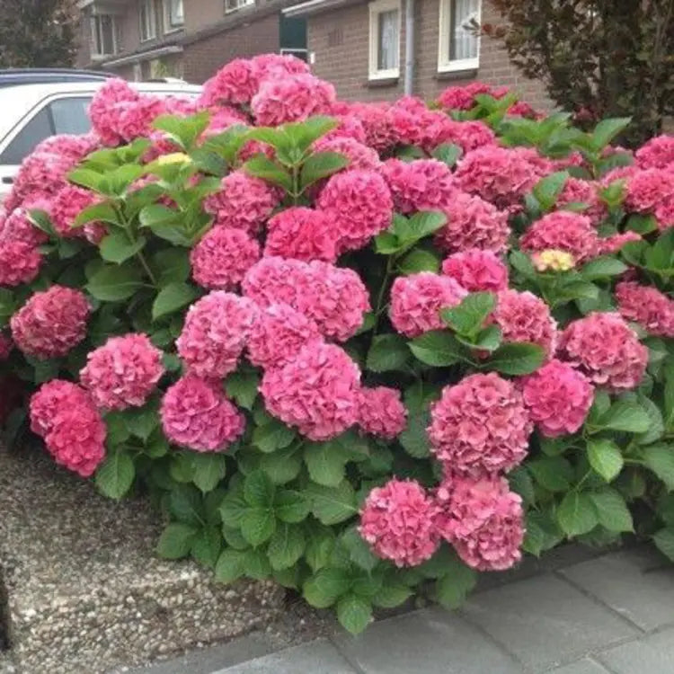 Hydrengea Flowers Plant For Home Gardening - Naturemart.in