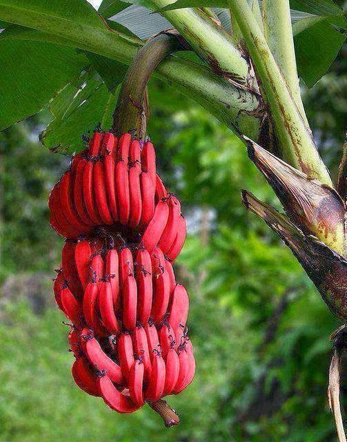 Sweet Red Banana Fruit Plant - Naturemart.in