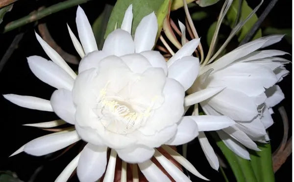 Brahma kamal/Night Queen Flower Plant - Naturemart.in