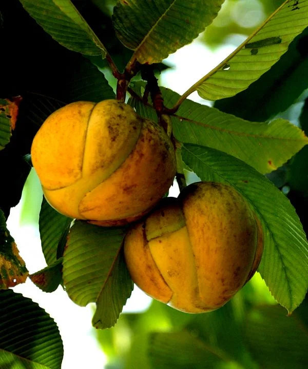 All Time Chalta / Elephant Apple- Plant - Naturemart.in