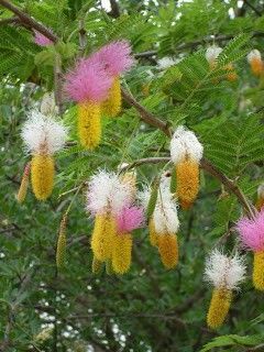 Shami Plant - Naturemart.in
