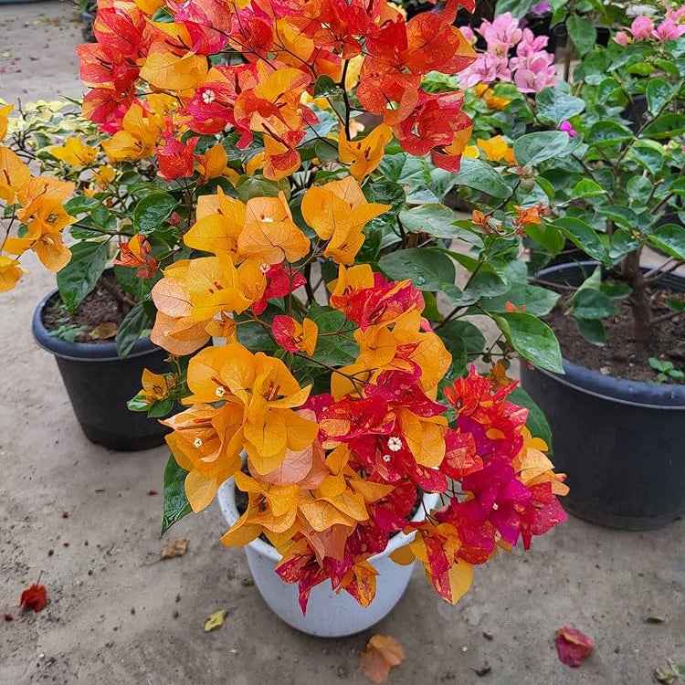 Moonlight Adarna Bougainvillea (new Rare variety)