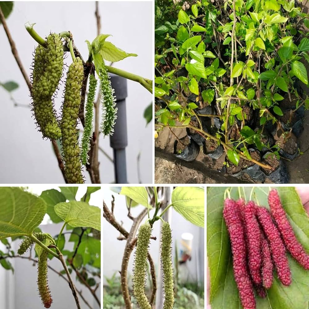 Long Mall Berry Grafting Plant - Naturemart.in