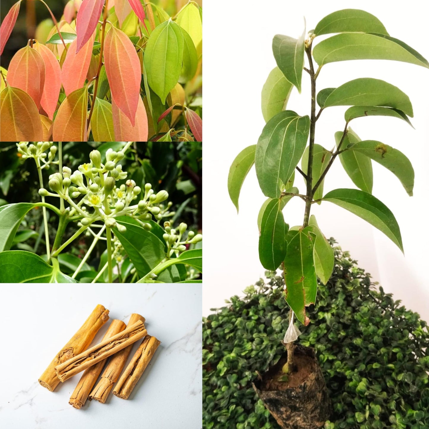 Cinnamon Live plant For Gardening(Dalchini) - Naturemart.in