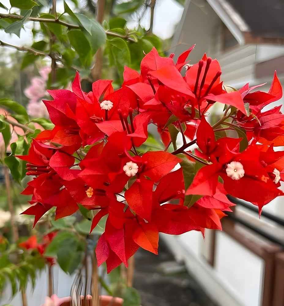 Flame Red Verigated Bougainvillea flower plant