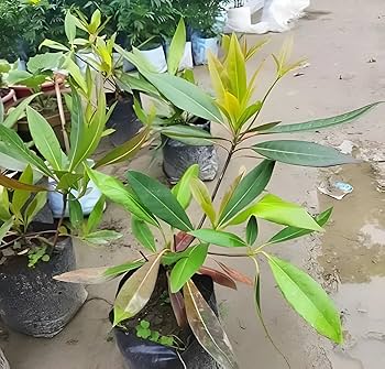 Hybrid Rudraksha Plant For Home Garden - Naturemart.in