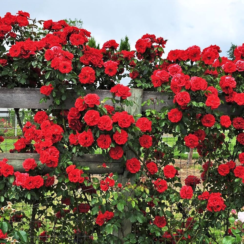 Climbing Rose Plant Red Scented - Naturemart.in