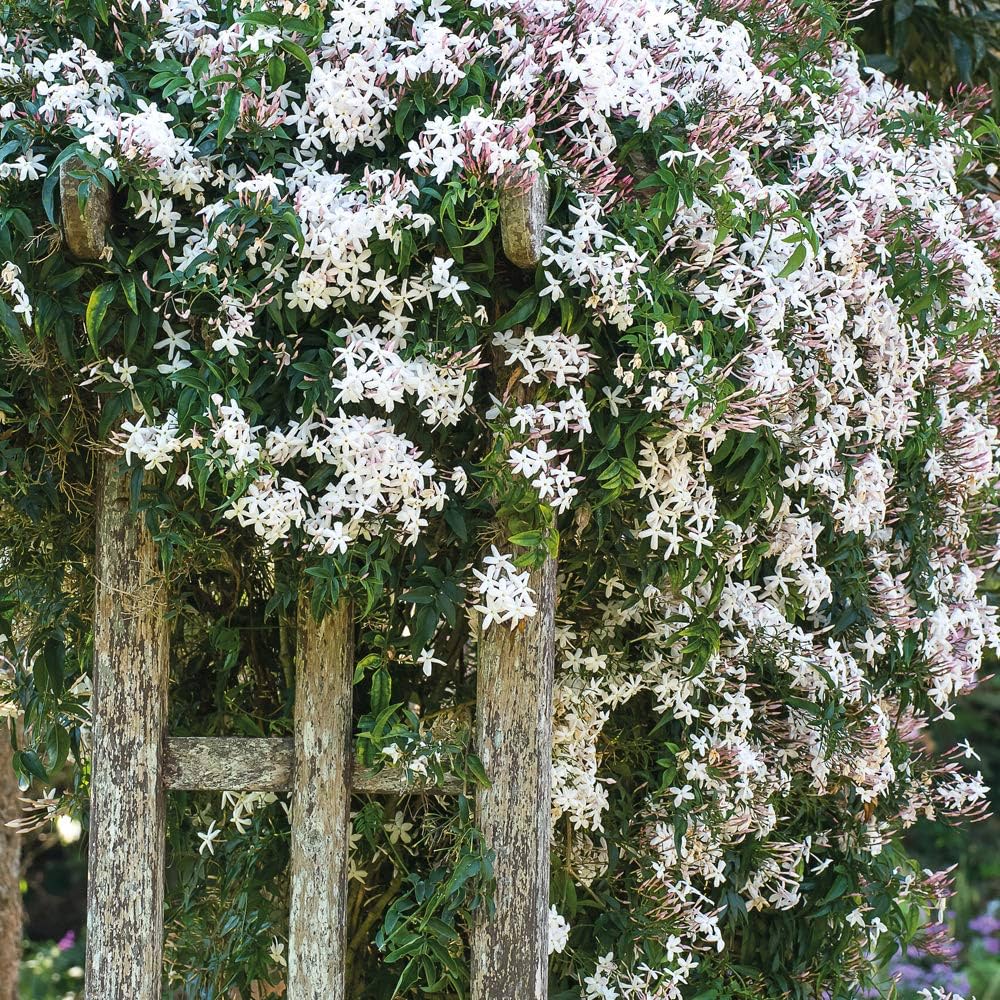 Day creeper jasmine flower plant - Naturemart.in