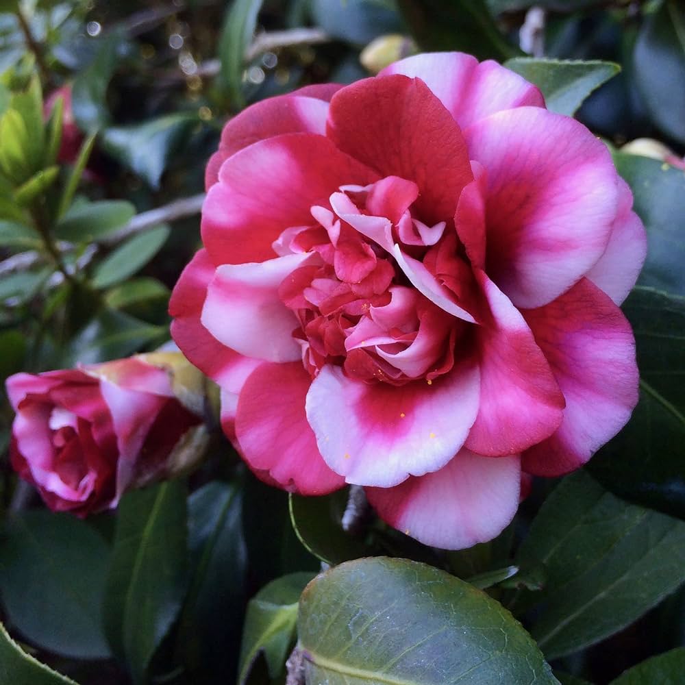 Hybrid Camelia Flowers Plant New - Naturemart.in