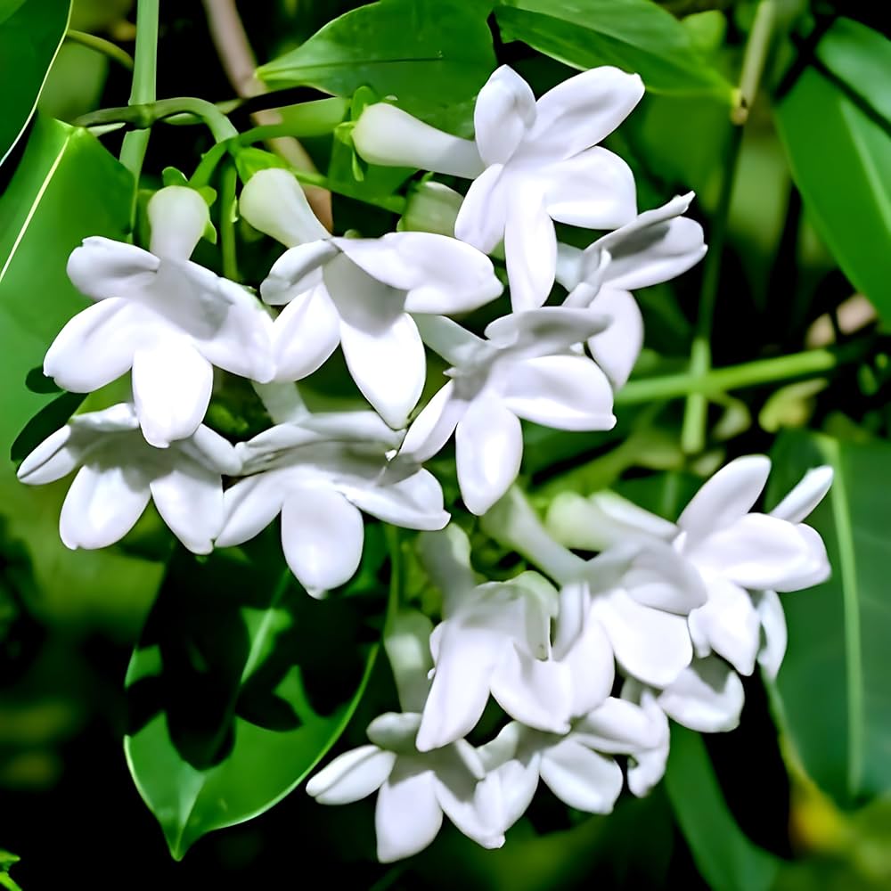 Madagascar Jasmine Flower Plant - Naturemart.in
