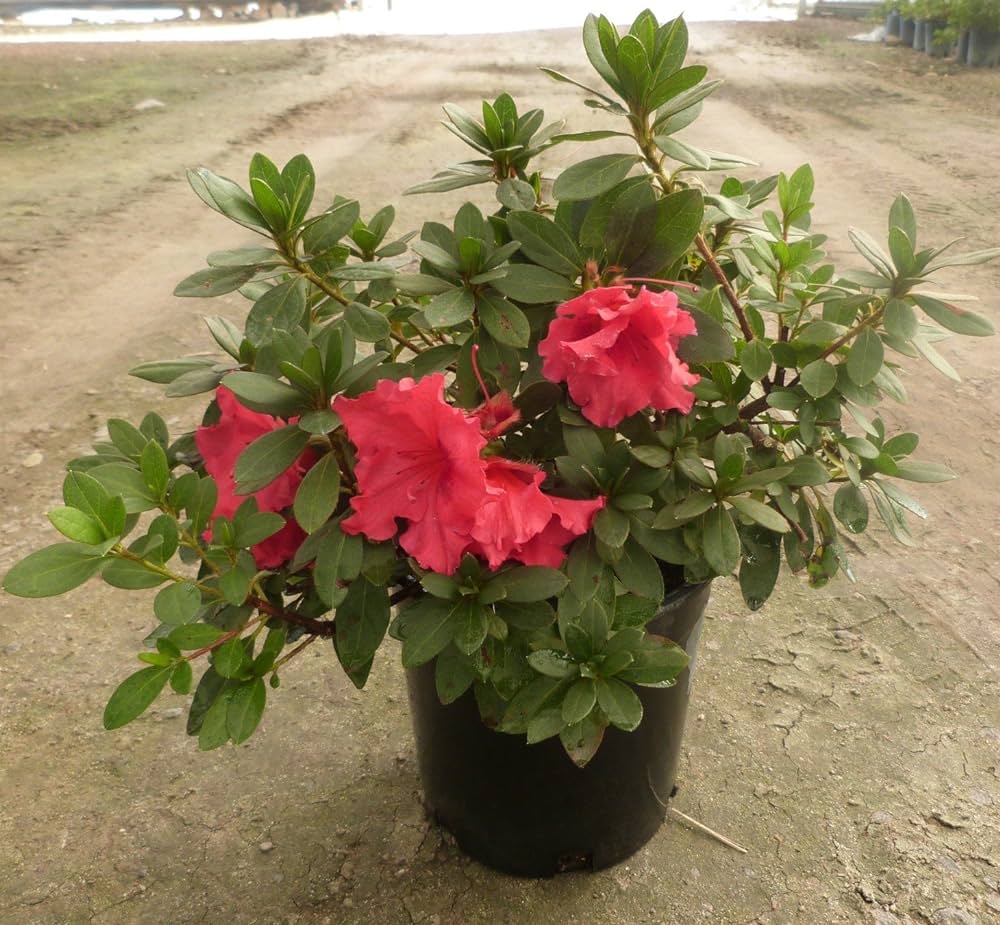 Azalea Flowers Plant(Red Colour) - Naturemart.in
