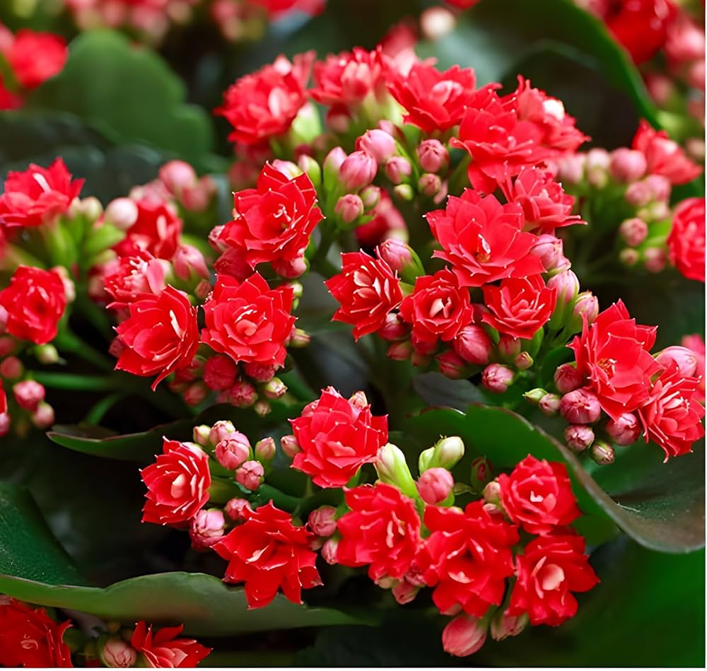 Florist Kalanchoe Flowers Plants (Red) - Naturemart.in