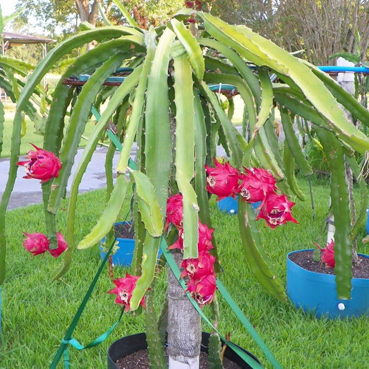 Dragon Fruit Plant For Home Garden - Naturemart.in