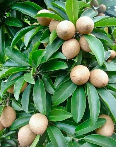 Hybrid Chiku(Grafted) Fruit Plant - Naturemart.in