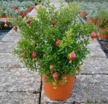 Mridula variety of pomegranate