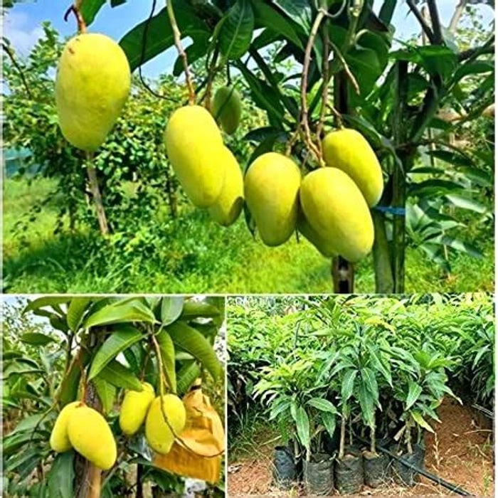 Amrapalli Mango Fruit Plant (Grafted) - Naturemart.in