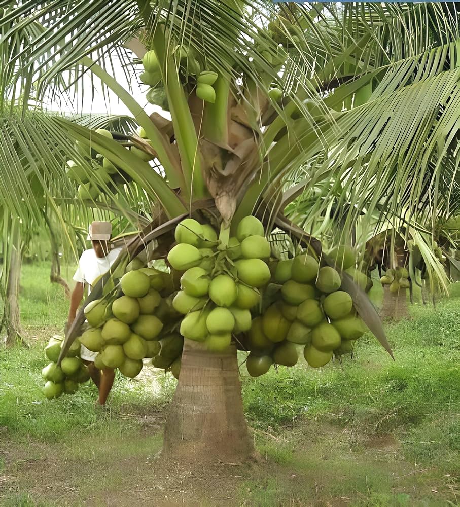 Green Dwarf Coconut Fruit Tree - Naturemart.in