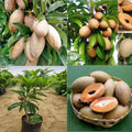 Banana Chiku Grafted Fruit Plant - Naturemart.in