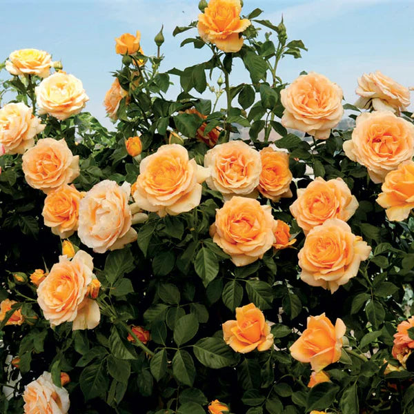 Climbing Rose Flower Plants (ORANGE) - Naturemart.in