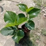 Austrelian Hibiscus Plant For Home Gardening - Naturemart.in