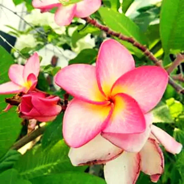Plumeria Rubra(Pink)Flower Plant - Naturemart.in
