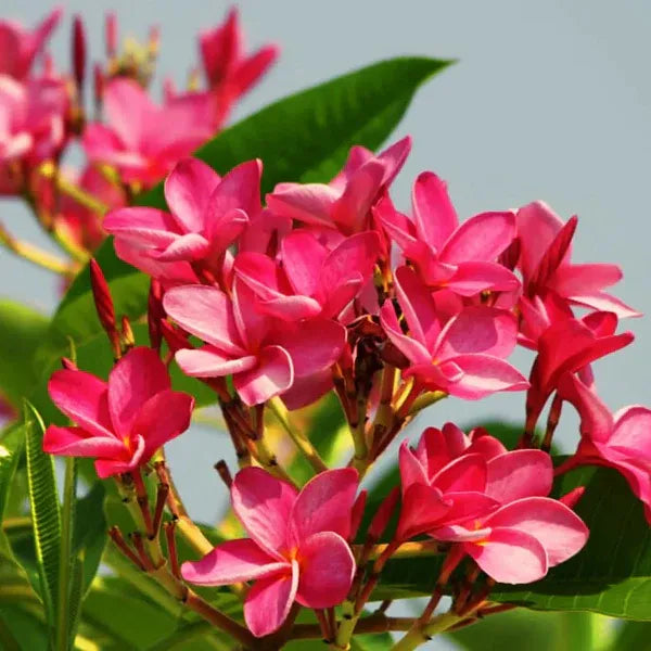 Plumeria Rubra(Pink)Flower Plant - Naturemart.in