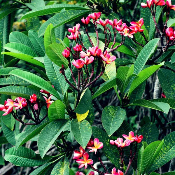 Plumeria Rubra(Pink)Flower Plant - Naturemart.in