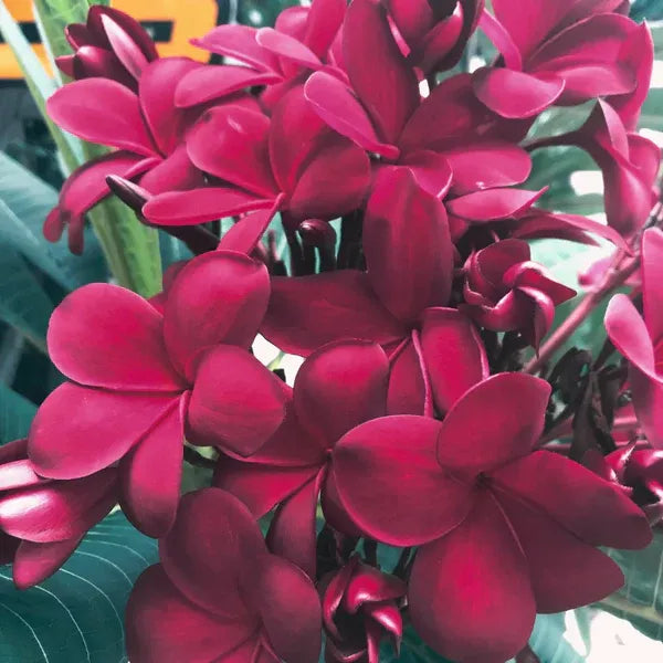 Plumeria/Blood Red | Frangipani Flower Plant - Naturemart.in