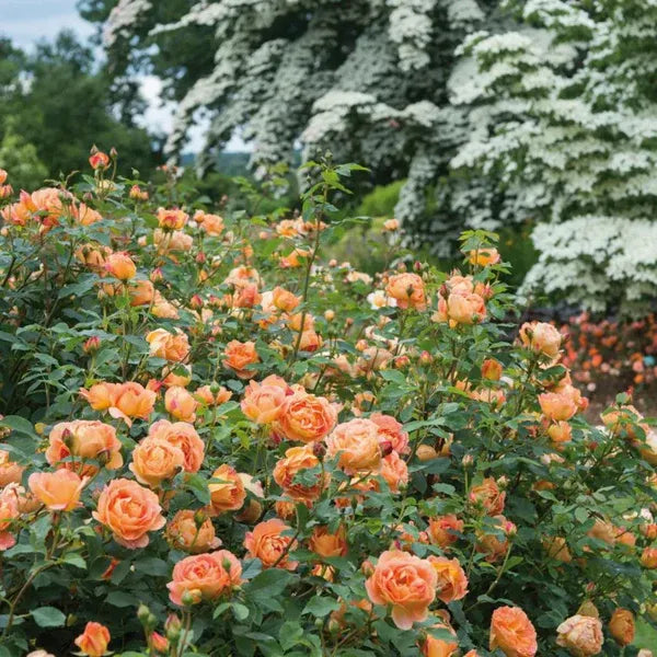 Peach-English RoseFlower Plants - Naturemart.in