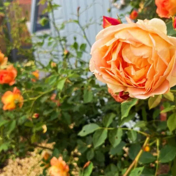 Peach-English RoseFlower Plants - Naturemart.in