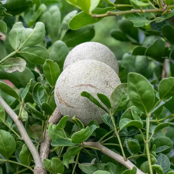 Thai Wood Apple Plant | Feronia limonia - Naturemart.in