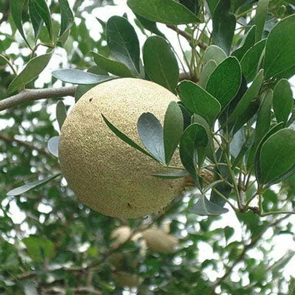 Thai Wood Apple Plant | Feronia limonia - Naturemart.in
