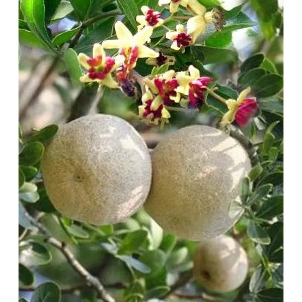 Thai Wood Apple Plant | Feronia limonia - Naturemart.in