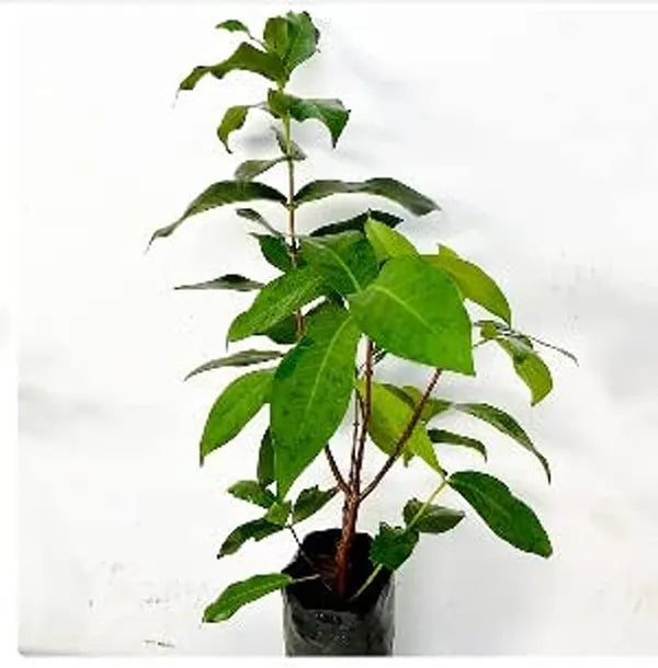 Water Apple(Red)Fruit Plant - Naturemart.in