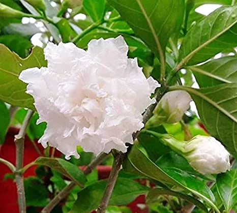 tagar dubble petal flowering plant - Naturemart.in