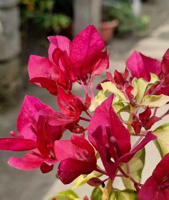 Sunstone red Bougainvillea Flower Plant For Gardening