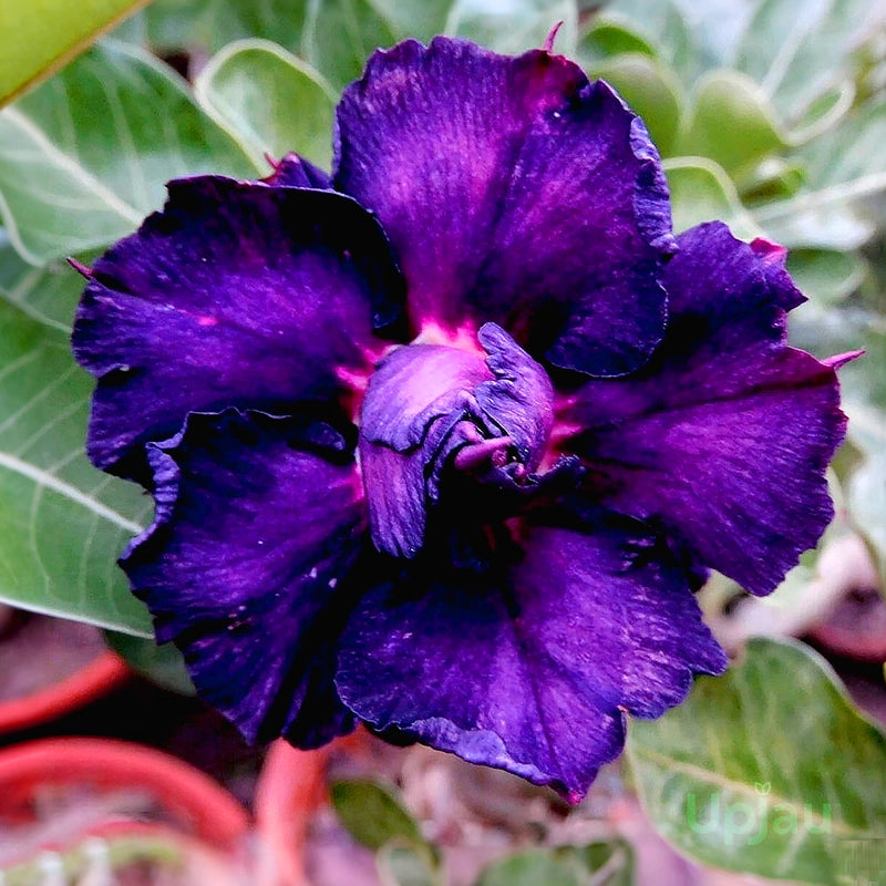 Rose Variety Adenum Flower Plant For Home Garden - Naturemart.in