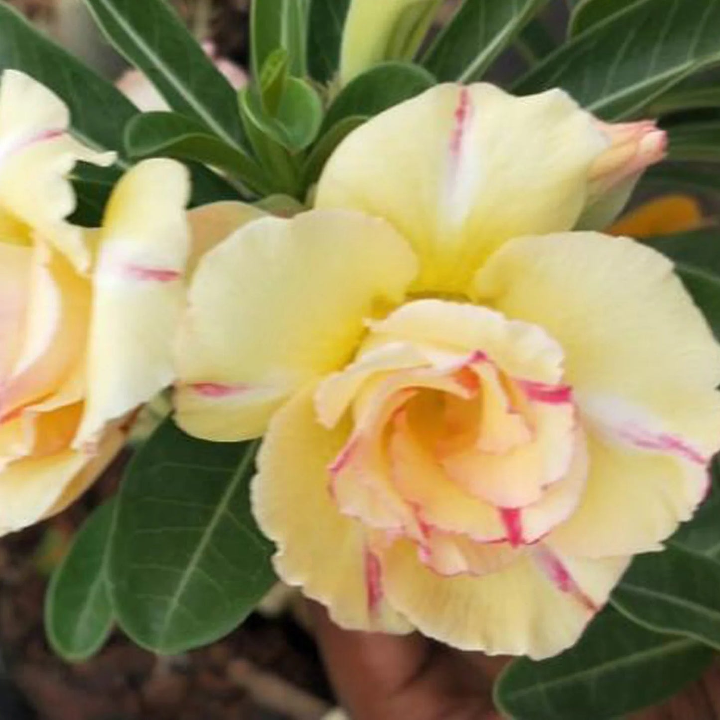 Rose Variety Adenum Flower Plant For Home Garden - Naturemart.in