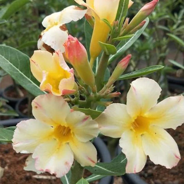 Rose Variety Adenum Flower Plant For Home Garden - Naturemart.in
