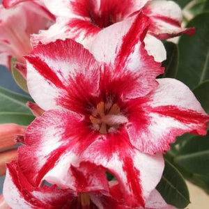 Rose Variety Adenum Flower Plant For Home Garden - Naturemart.in