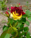 Abracadabra Rose Flower Plant - Naturemart.in