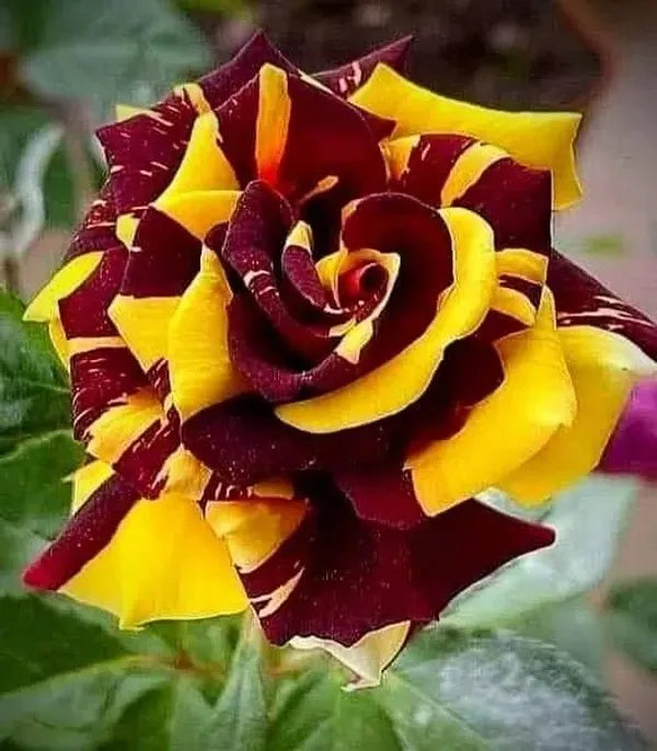 Abracadabra Rose Flower Plant - Naturemart.in
