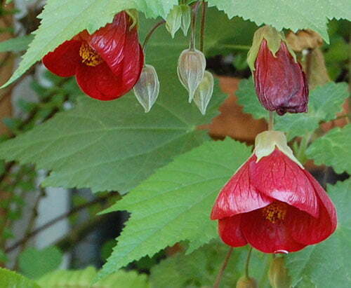 Red Lantern Hibiscus Flowers Plant - Naturemart.in