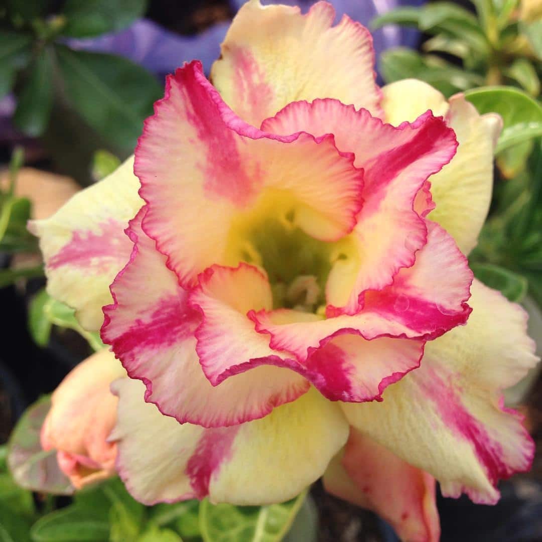 Rose Variety Adenum Flower Plant For Home Garden - Naturemart.in